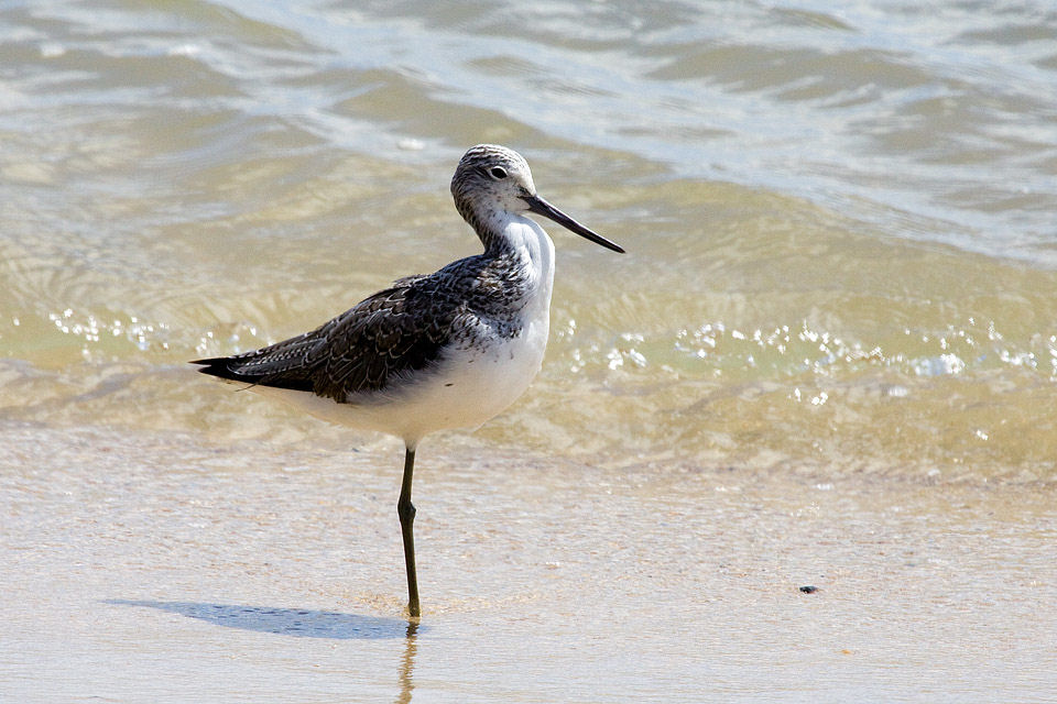 Common Greenshank (Tringa nebularia)